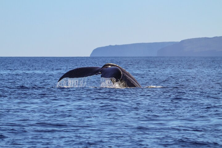 Maui Premier Whale Watching Cruise - Luxury Catamaran Experience - Photo 1 of 10